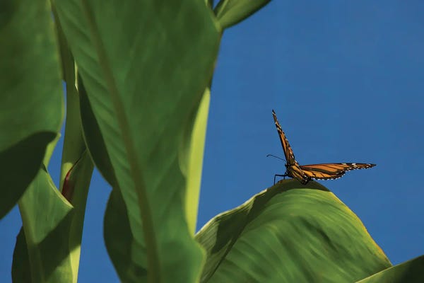 Louis Ruth: Butterfly On A Leaf Blue Sky by Louis Ruth