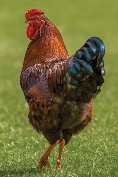 Check Out My Legs Rooster by Louis Ruth canvas print