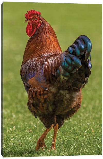 Check Out My Legs Rooster Canvas Art Print
