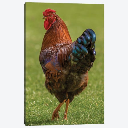 Check Out My Legs Rooster Canvas Print #LRH195} by Louis Ruth Canvas Wall Art