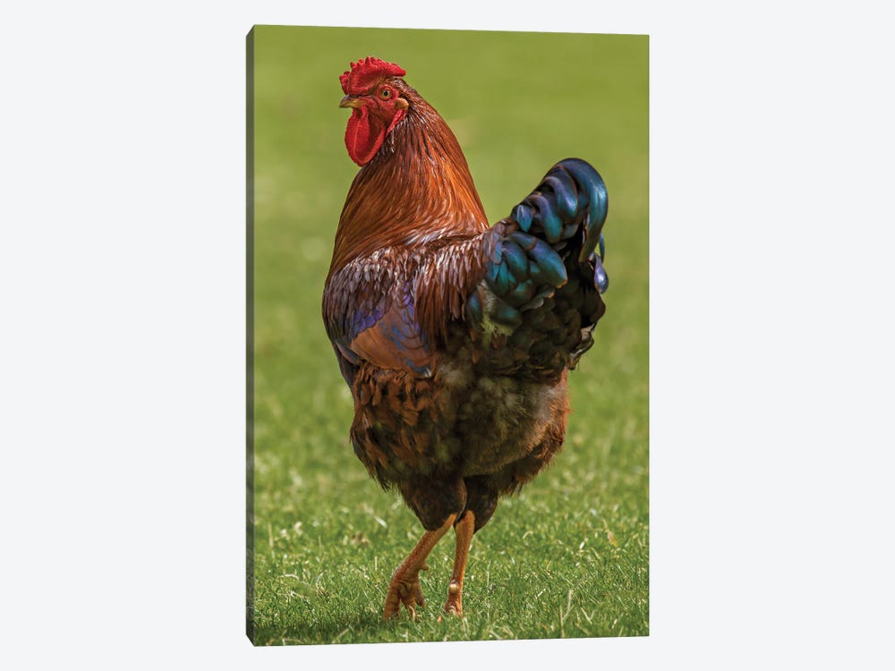 Check Out My Legs Rooster by Louis Ruth 1-piece Art Print