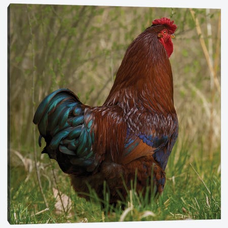 Color I Got It Rooster Canvas Print #LRH196} by Louis Ruth Canvas Art