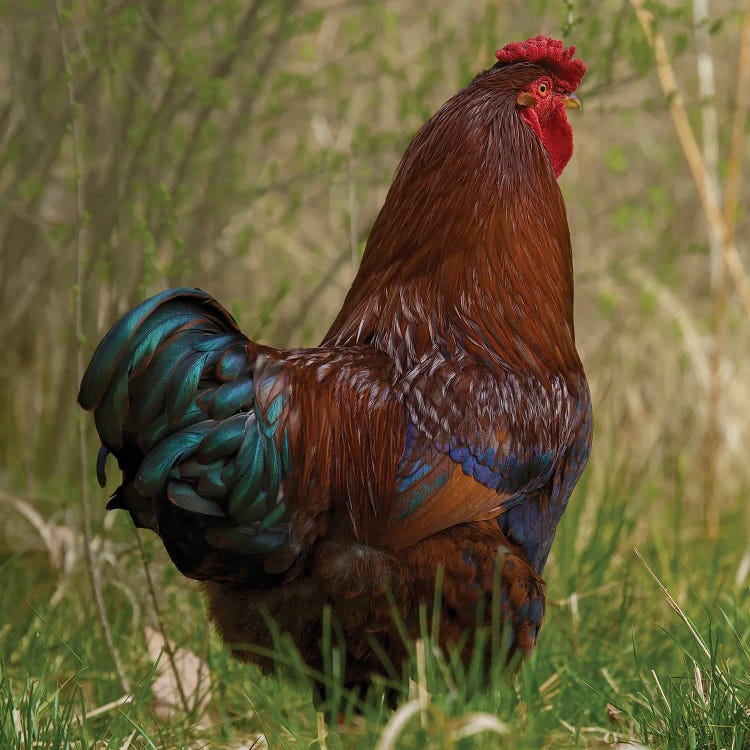 Color I Got It Rooster by Louis Ruth wall art
