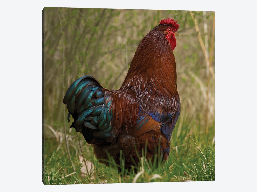 Color I Got It Rooster by Louis Ruth 1-piece Canvas Artwork