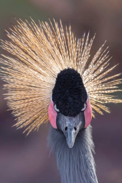 Headshot Crane Stare by Louis Ruth metal wall art
