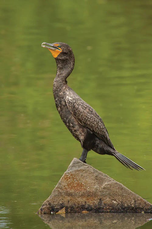 Sun Bathing Double-Crested Cormorant by Louis Ruth wall art