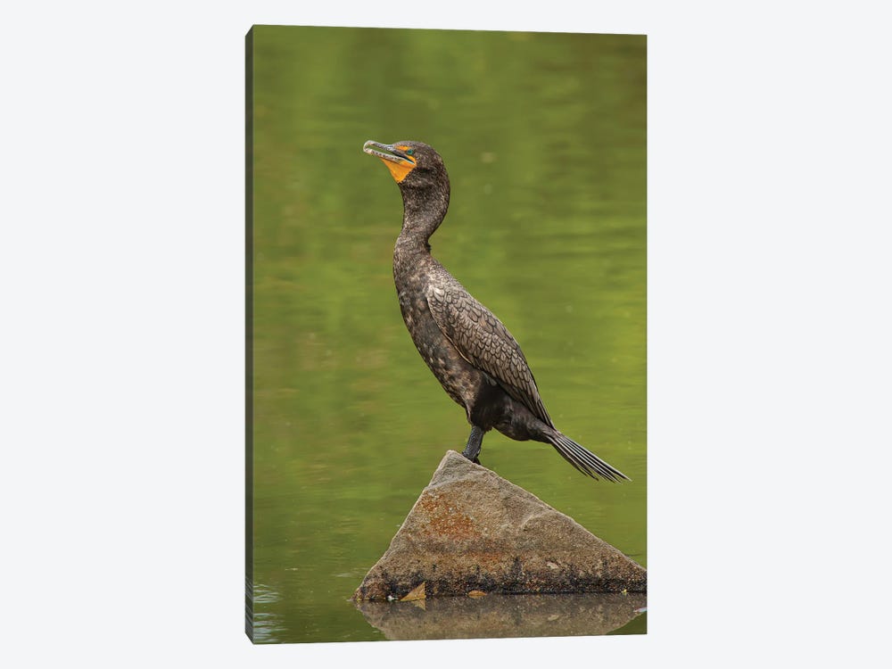 Sun Bathing Double-Crested Cormorant by Louis Ruth 1-piece Canvas Artwork