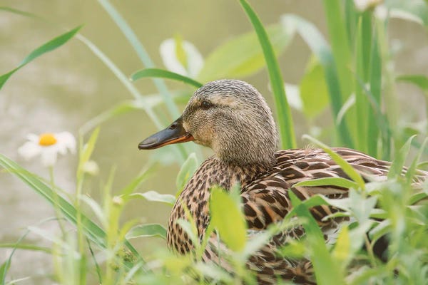 Louis Ruth: Daisy Duck by Louis Ruth