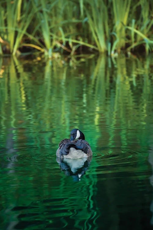 One Emerald Night (Wrong Title>Cormorant Night Swim)