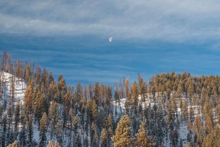 A Moon Watches Over