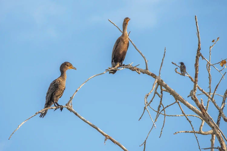 Bird Talk, Cormorants