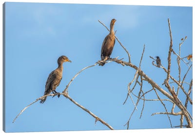 Bird Talk, Cormorants Canvas Art Print - Jordy Blue
