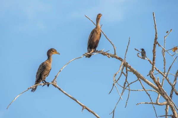 Louis Ruth: Bird Talk, Cormorants by Louis Ruth