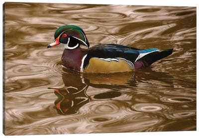 Wood Duck On Golden Waters Canvas Art Print - Louis Ruth