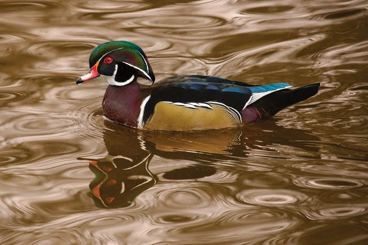 Wood Duck On Golden Waters