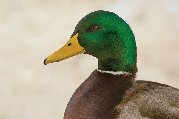 Louis Ruth: Drake Mallard Closeup by Louis Ruth