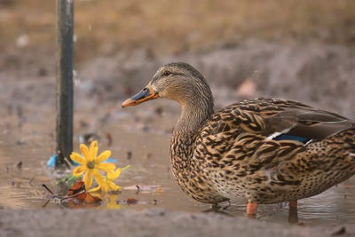A Morning Bath by Louis Ruth framed wall art