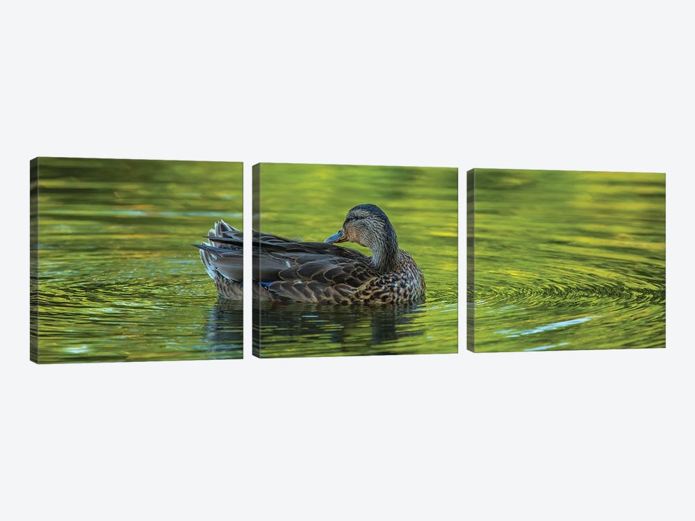 Duck Sublime by Louis Ruth 3-piece Canvas Art Print