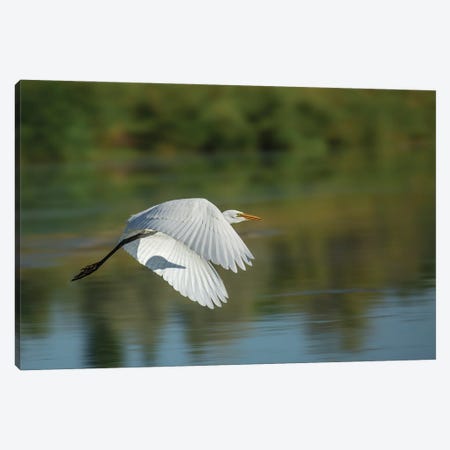 Egret In Motion Canvas Print #LRH205} by Louis Ruth Canvas Art