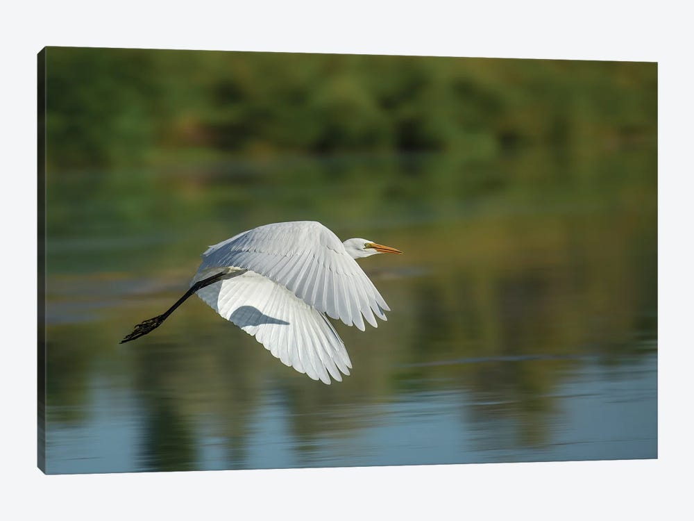 Egret In Motion by Louis Ruth 1-piece Canvas Artwork