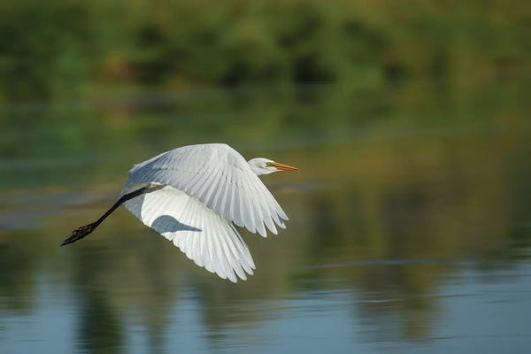Louis Ruth: Egret In Motion by Louis Ruth