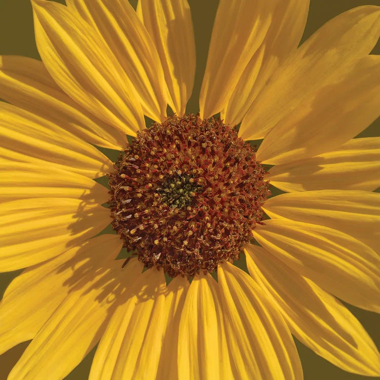 Closeup Daisy by Louis Ruth wall art