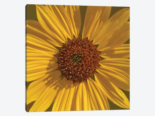 floral print Ready for framing Yellow Daisy Matted Wall Art Macro flower photo
