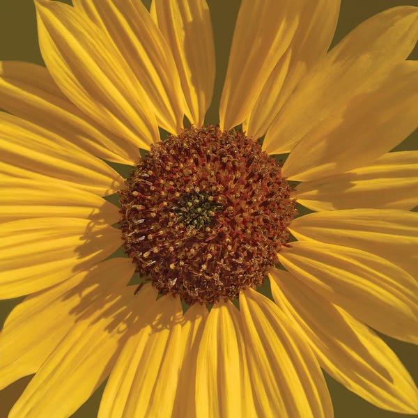 Louis Ruth: Closeup Daisy by Louis Ruth