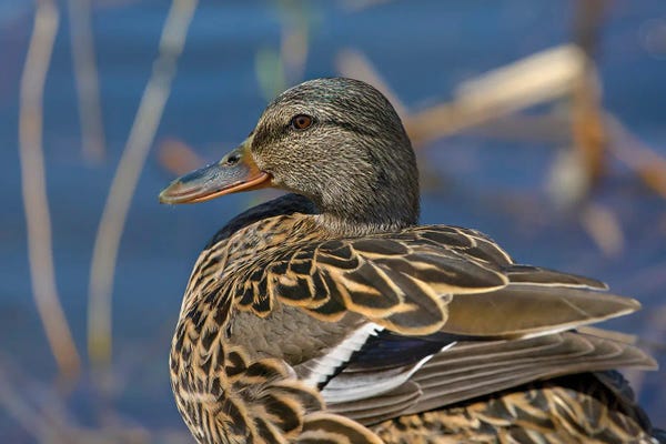 Louis Ruth: Detailed Mallard by Louis Ruth