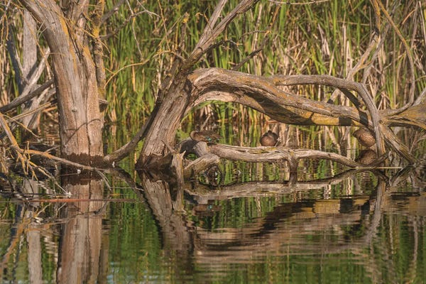 Louis Ruth: Don't Stare To Long by Louis Ruth