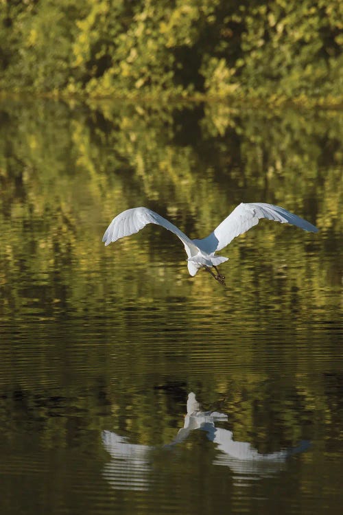 Egret Over Golden Waters