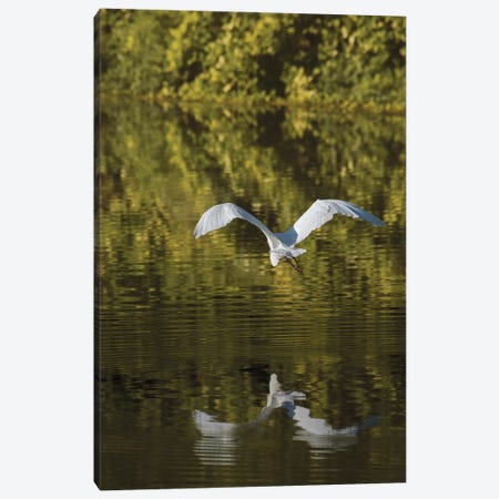 Egret Over Golden Waters Canvas Print #LRH209} by Louis Ruth Art Print