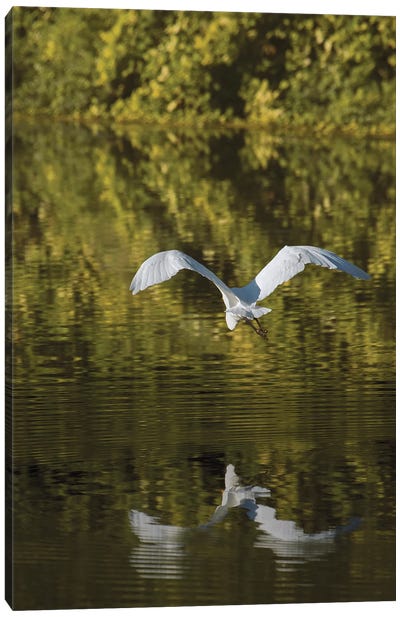 Egret Over Golden Waters Canvas Art Print - Egret Art