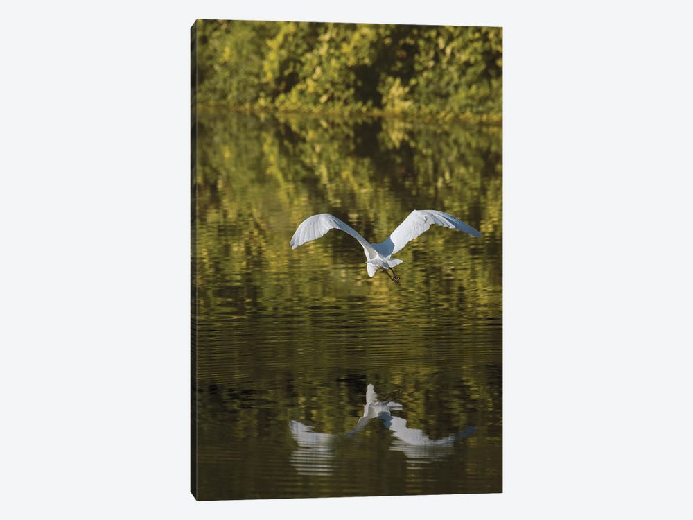 Egret Over Golden Waters by Louis Ruth 1-piece Canvas Art