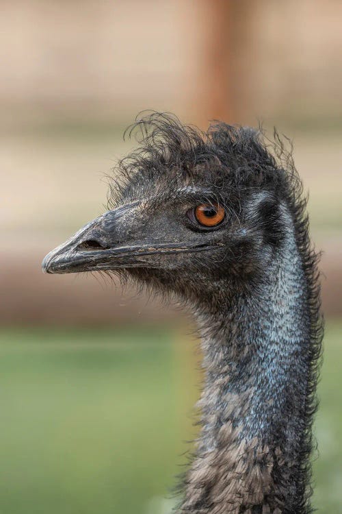 Emu Stare