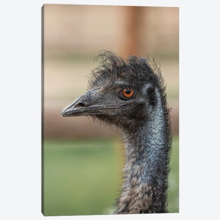 Emu Stare Canvas Print #LRH210} by Louis Ruth Canvas Artwork