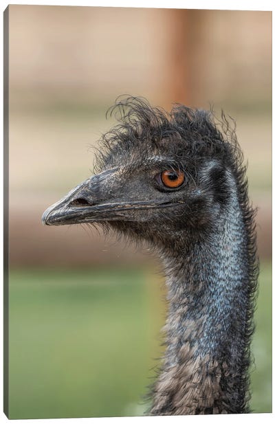 Emu Stare Canvas Art Print