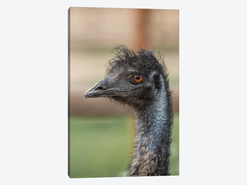 Emu Stare by Louis Ruth 1-piece Canvas Wall Art