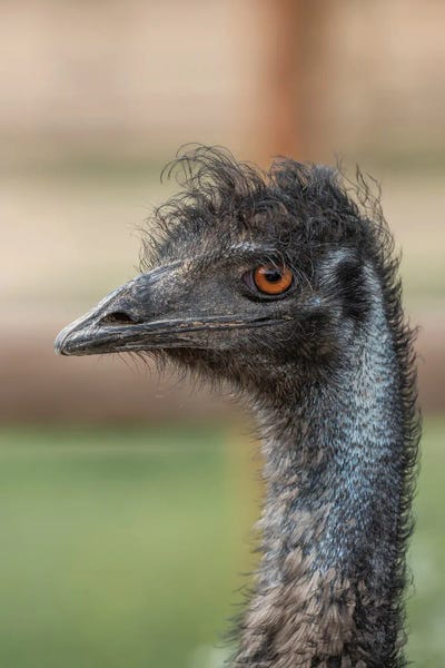 Emus: Emu Stare by Louis Ruth