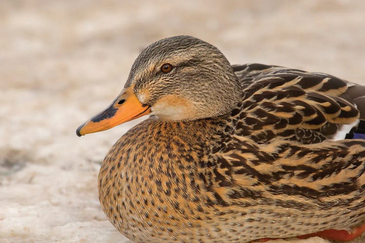 Mallard In Snow