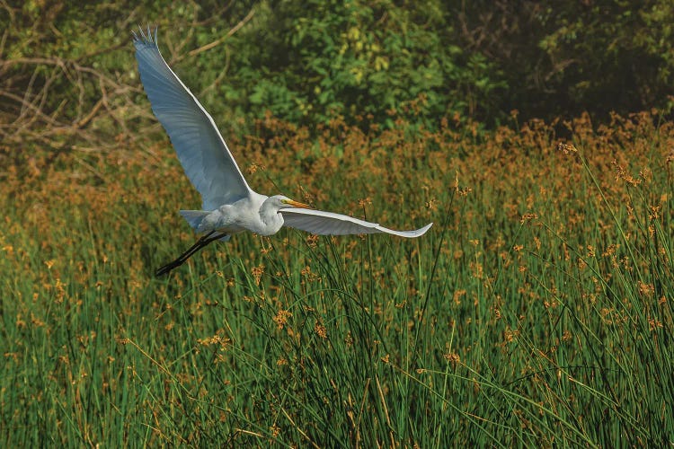 Gliding Egret