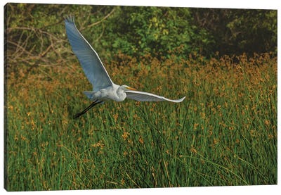 Gliding Egret Canvas Art Print - Egret Art