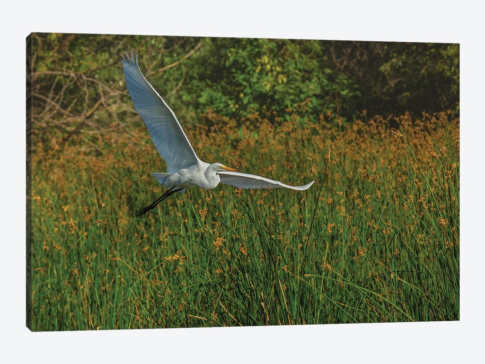 Gliding Egret by Louis Ruth 1-piece Canvas Print