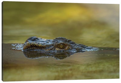 Gator Up Canvas Art Print - Crocodile & Alligator Art