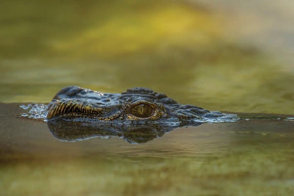 Louis Ruth: Gator Up by Louis Ruth