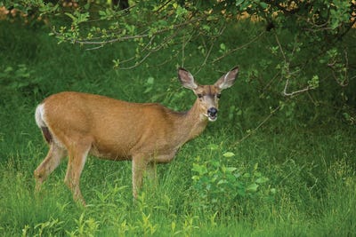 Hey You Deer Looking by Louis Ruth canvas print