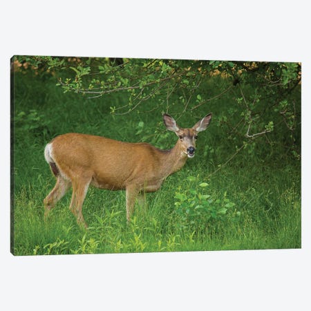 Hey You Deer Looking Canvas Print #LRH215} by Louis Ruth Canvas Art Print