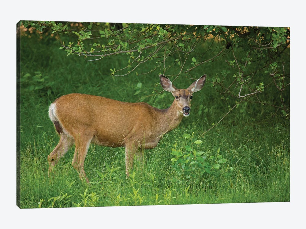 Hey You Deer Looking by Louis Ruth 1-piece Canvas Art Print
