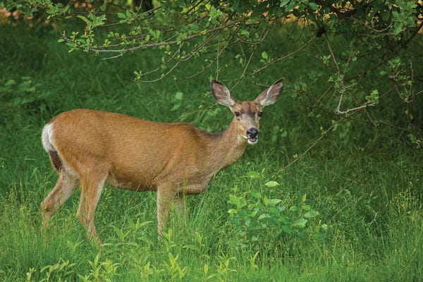 Hey You Deer Looking