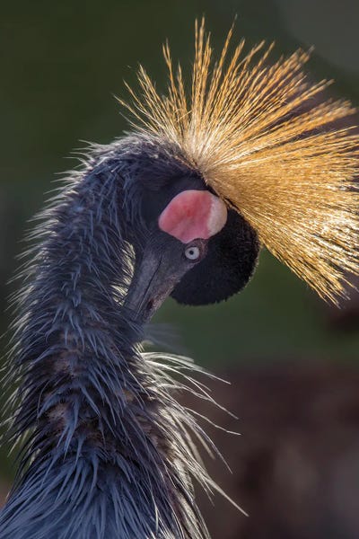Cranes: Crane, Head Turned Down by Louis Ruth